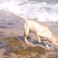 Lola y su primer contacto con la playa.agosto 2010.siete meses 